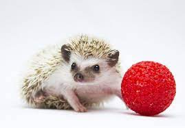 Baby Hedgehog