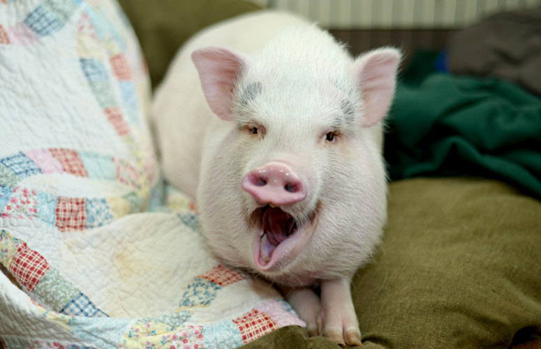 Yawning Pig